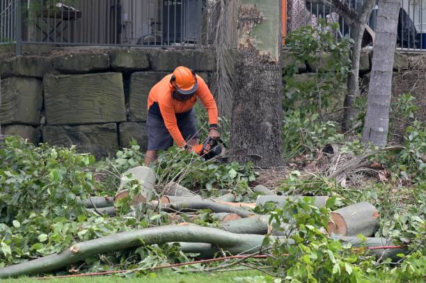 Best Large Tree Removal  in Spanish Fork, UT